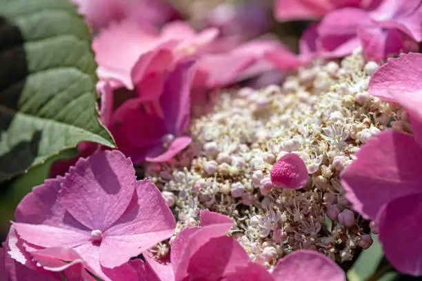July 2021: Close-up of pink-colored Hydrangea Flower