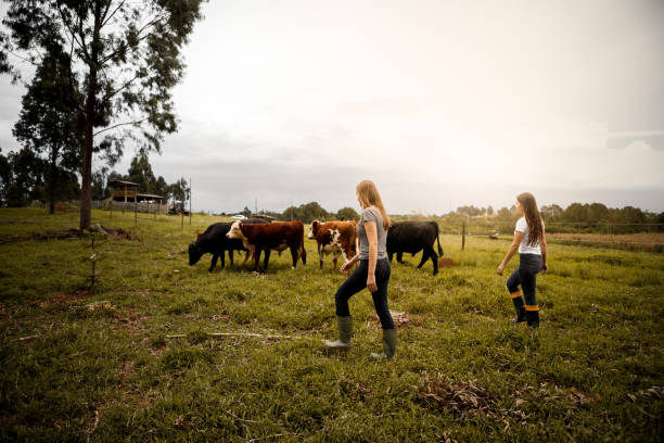 istock group of women leading the cattle 1329544877