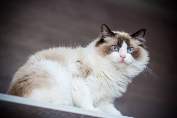 istock Young beautiful purebred Ragdoll cat at home 1329545184