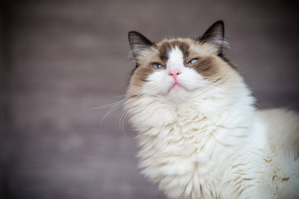 istock Young beautiful purebred Ragdoll cat at home 1329545199