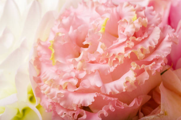 istock Close up of chrysanthemum 1329546917