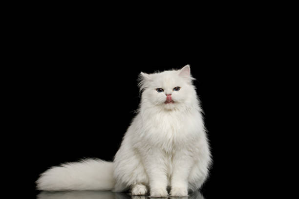 istock Furry British breed Cat white color on Isolated Black Background 1329546987
