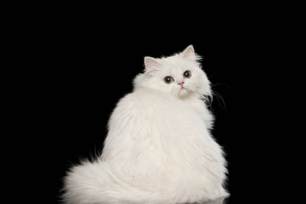 istock Furry British breed Cat white color on Isolated Black Background 1329546989