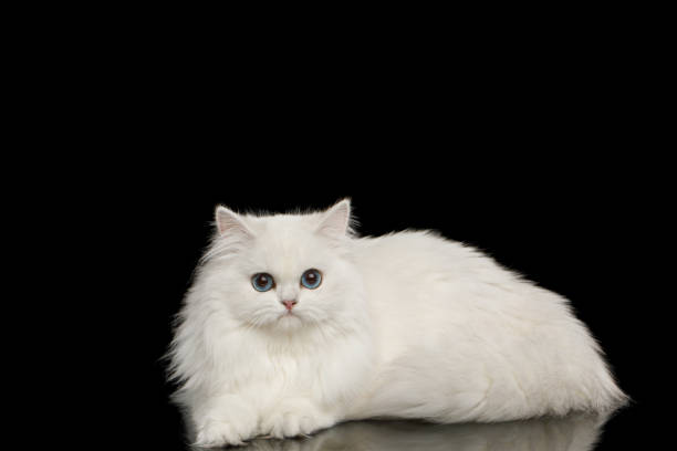 istock Furry British breed Cat white color on Isolated Black Background 1329546996