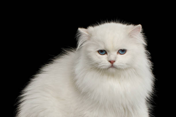 istock Furry British breed Cat white color on Isolated Black Background 1329546999