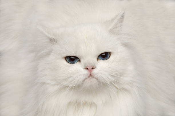 istock Furry British breed Cat white color on Isolated Black Background 1329547005