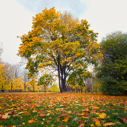 Maple tree in beautiful autumn park with colorful fallen leaves on the grass in the foreground. Fall season colors in city park.