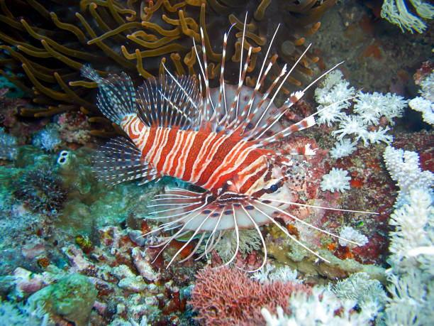 Broadbarred Firefish (Pterois Antennata) in the filipino sea Broadbarred Firefish (Pterois Antennata) underwater in the filipino sea November 14,2016 pterois antennata stock pictures, royalty-free photos & images