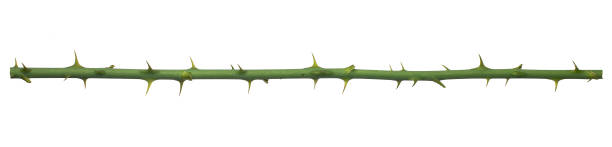 istock Rose branch. Branch with thorns isolated on a white background. 1329548251