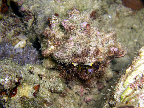 istock Hermit Crab (Paguroidea) in the filipino sea 1329548562