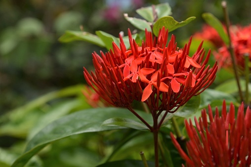 A Red Ixora coccinea, aka West Indian Jasmine, flower in St Mary Parish, Jamaica. Really red blossom