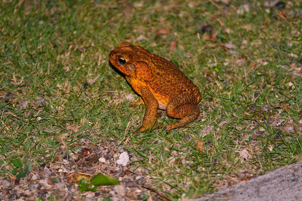 sapo-de-cana-de-jamaica - cane toad toad wildlife nature - fotografias e filmes do acervo