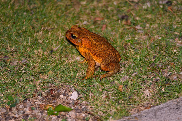 ямайка тростниковая жаба - cane toad toad wildlife nature стоковые фото и изображения