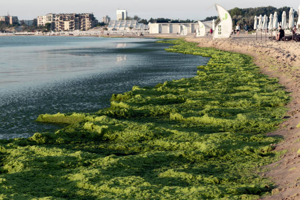 nessebar, bulgarien, sonnenstrand, 16. juli 2021: strandverschmutzung mit grünalgen im berühmten, beliebten bulgarischen ferienort am schwarzen meer. ansammlungen von grünen algen entlang der sandigen küste - algae slimy green water stock-fotos und bilder