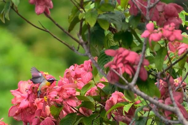 bananaquit on pink blossoms - tropical rainforest jamaica tropical climate rainforest imagens e fotografias de stock