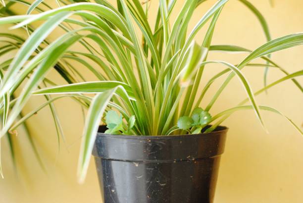 istock Room decoration ornamental plants 1329550915