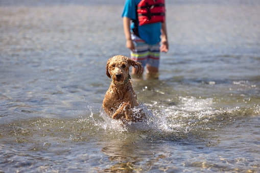 HIgh quality stock photos of a Goldendoodle dog running through water.