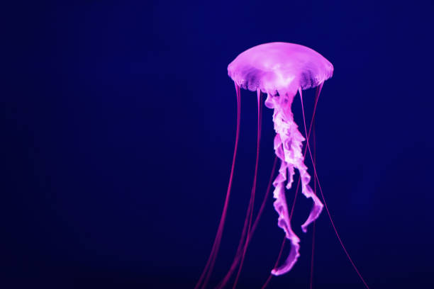 istock Bright pink jellyfish on a dark blue background. 1329551674