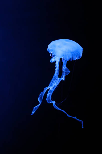 istock Neon blue jellyfish on a dark background. 1329551676