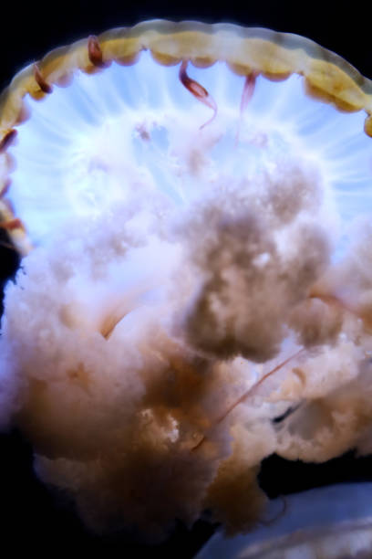 istock Luminescent jellyfish close up. 1329552719