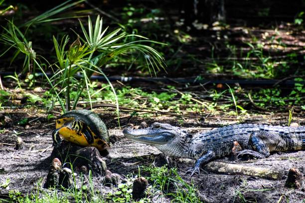 istock alligator and turtle in the swamp 1329553836