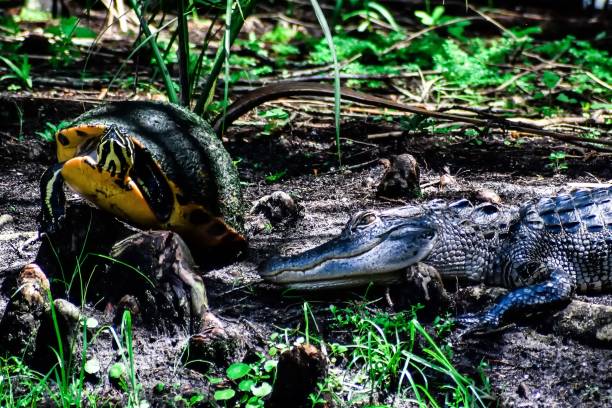 istock alligator and turtle in the swamp 1329553854