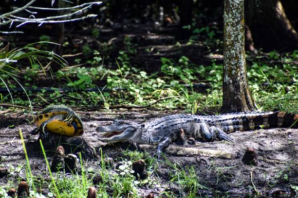 istock alligator and turtle in the swamp 1329553861