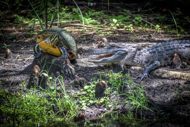 istock alligator and turtle in the swamp 1329553867