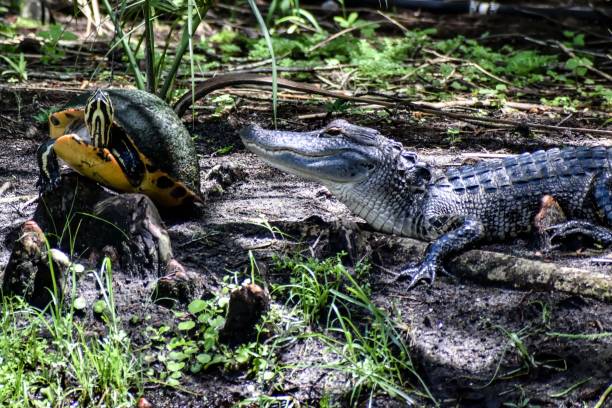 alligator and turtle in the swamp