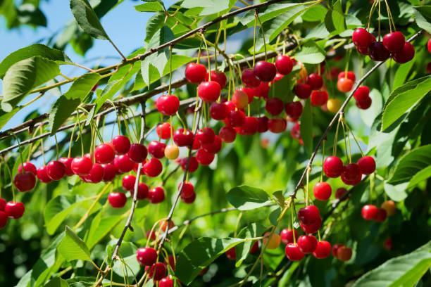 czerwone wiśnie lub wiśnie rosnące na wiśniowym drzewie. - cherry cherry tree tree fruit zdjęcia i obrazy z banku zdjęć