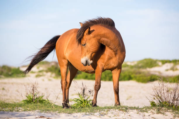 A wild pony at Assateague Island National Seashore, MD A wild pony (Equus caballus) at Assateague Island National Seashore, Maryland eastern shore sand sand dune beach stock pictures, royalty-free photos & images