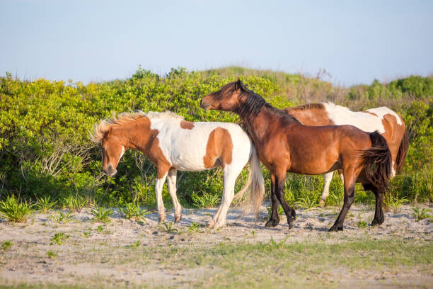 istock Wild ponies at Assateague Island National Seashore, MD 1329555605