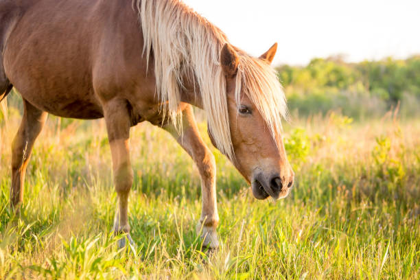 istock A wild pony at Assateague Island National Seashore, MD 1329555639
