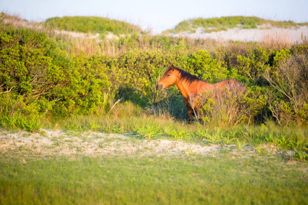 istock A wild pony at Assateague Island National Seashore, MD 1329555692