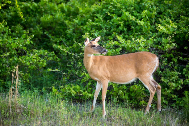 istock A White-tailed Deer at Assateague Island National Seashore, MD 1329555731