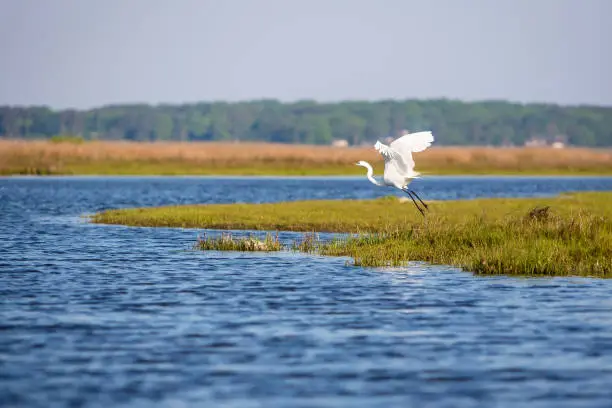 Photo of A Great Egret taking flight at Assateague Island National Seashore, Maryland