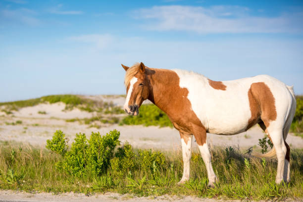 istock A wild pony at Assateague Island National Seashore, MD 1329556960