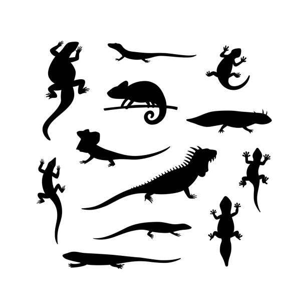 ilustraciones, imágenes clip art, dibujos animados e iconos de stock de conjunto de siluetas negras lagarto, salamandra, camaleón, iguana y otros reptiles - iguana