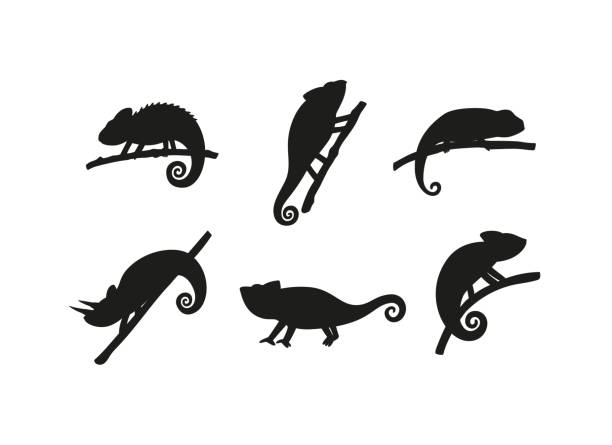 set von schwarzen silhouetten chamäleons eidechsen reptilien sitzen auf ästen. - lizard stock-grafiken, -clipart, -cartoons und -symbole