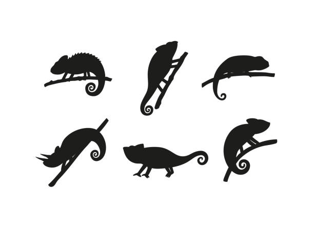 검은 색 실루엣 카멜레온의 세트는 나뭇가지에 앉아 도마뱀 파충류. - chameleon reptile madagascar animal stock illustrations