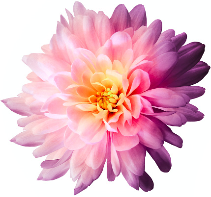 Chrysanthemum  light purple. Flower on  isolated  white background with clipping path without shadows. Close-up. For design. Nature.