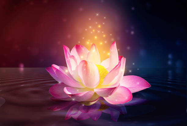 istock lotus Pink light purple floating light sparkle purple background 1329557694