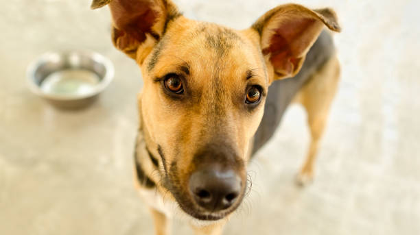 istock Dog Bowl Hungry Black And White 1329558886