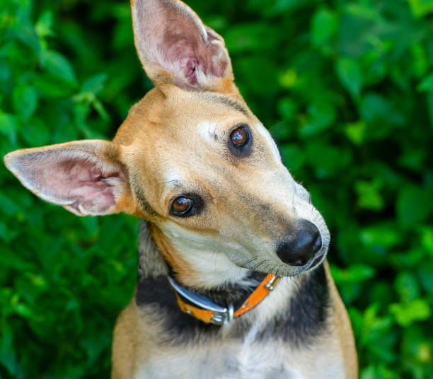 istock Dog Curious Animal Outdoor Vertical 1329558900