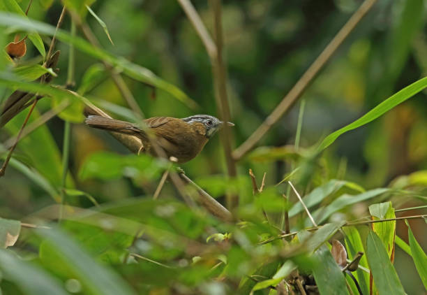 grey-throated babbler - jungle babbler imagens e fotografias de stock