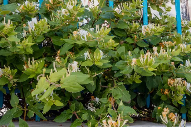 Honeysuckle blooming, yellow and white flowers background. Lonicera japonica climbing flowering plant decoration, closeup view.