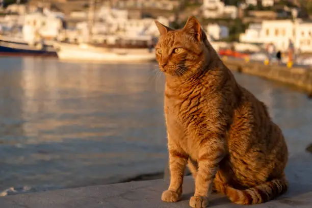 Cat sitting on the harbor dock, waiting for food, blur fishing boats anchored at Mykonos island port. Ginger kitten posing at sunset light, copy space, card template. Summer in Greece, Cyclades.