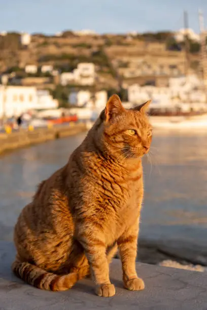 Cat sitting on the harbor dock, waiting for food, blur Mykonos island port. Ginger kitten posing at sunset light. Summer in Greece, Cyclades.