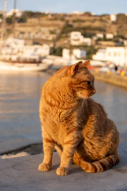 Cat sitting on the harbor dock, looking for food, blur Mykonos island port. Ginger kitten posing at sunset light. Summer in Greece, Cyclades.