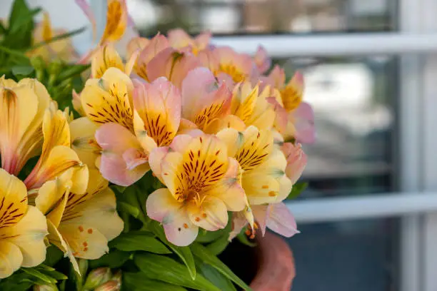 Orange fresh flowers with spots green leaves flora.  Alstroemeria Peruvian or Incas lily plant in pot at blur window with rail.
